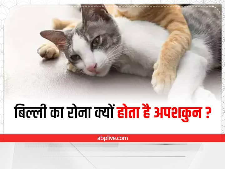 Cats Crying Superstition: शकुन शास्त्र के अनुसार अगर बिल्ली घर के बाहर आकर रोए तो यह बहुत अपशकुन होता है. बिल्ली का रोना संकेत देता है कि घर के सदस्यों पर कोई बड़ी मुसीबत आने वाली है.