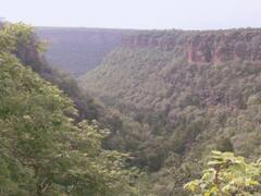 गांधी सागर अभ्यारण में पशुपालकों की एंट्री पर लगा प्रतिबंध, आम लोगों के जाने भी पर लगाया शुल्क