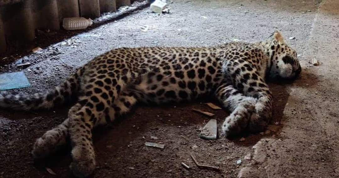 Leopard Discovered Dead Inside Mumbai's Film City In Goregaon Leopard Discovered Dead Inside Mumbai's Film City In Goregaon