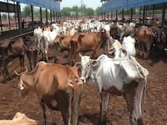 लंपी वायरस ने दी भरतपुर की गौशालाओं में दस्तक, 362 गोवंश संक्रमित और 6 की मौत