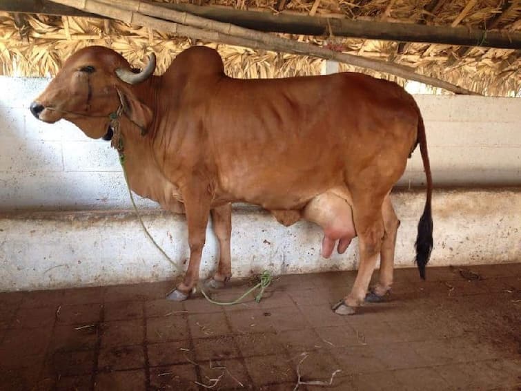 Cow Farming: Know about top 5 desi cow and its specialty Cow Farming: ગીર ગાય સહિત આ છે ટોપ 5 દેશી ગાય, જાણો શું છે દરેકની ખાસિયત