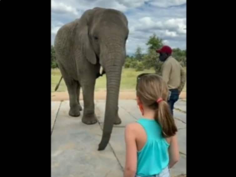 Elephant Mimics Little Girl's Dancing Steps In Adorable Way Watch Viral Video Viral Video: বাচ্চা মেয়ের নাচ নকল করল হাতি, মিষ্টি মুহূর্তের ভাইরাল ভিডিও দেখে মুগ্ধ নেটিজেনরা