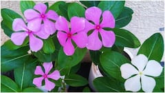 Health tips: બારમાસીના ફુલ શરીર માટે છે ગુણકારી, આ રોગમાં છે સંજીવની સમાન, આ રીતે કરો ઉપયોગ