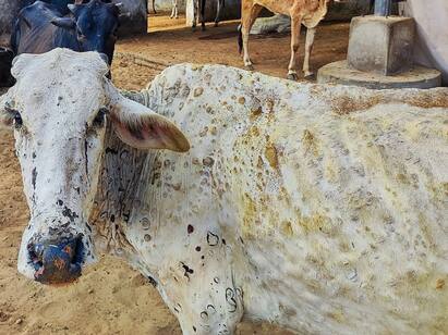 126 Cattle Die 25 Districts Affected By Lumpy Skin Virus In Maharashtra Lumpy Skin Disease : 126 கால்நடைகள் உயிரிழப்பு.. 25 மாவட்டங்கள் பாதிப்பு...தொடர்ந்து பரவும் தோல் கழலை நோய்...அச்சத்தில் விவசாயிகள்