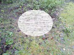 सूरजपुर में दो बुजुर्गों को हाथियों ने कुचलकर उतारा मौत के घाट, दहशत में लोग