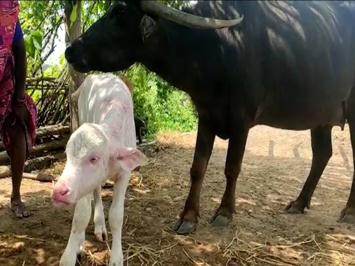 White Buffalo Calf : चंद्रपूरमध्ये एका म्हशीने चक्क पांढऱ्या शुभ्र रेडकाला जन्म दिला आहे.