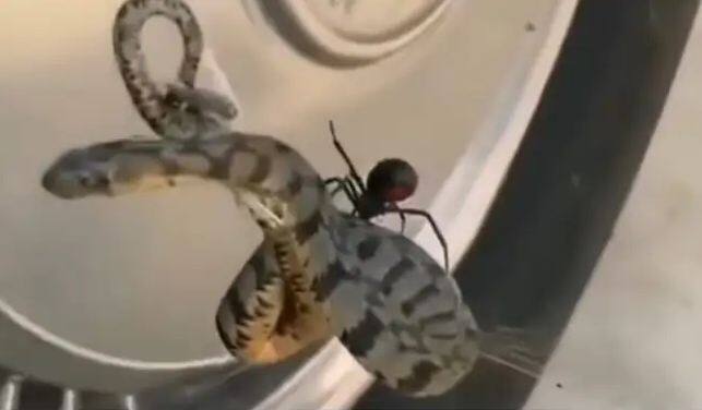 dangerous snake caught in the web of black widow in texas watch shocking video Viral Video: ਮੱਕੜੀ ਨੇ ਕੀਤਾ ਸੱਪ ਦਾ ਸ਼ਿਕਾਰ, ਜਾਲ ‘ਚ ਅਜਿਹਾ ਫਸਾਇਆ ਕੀ ਸੱਪ ਦਾ ਹੋਈਆ ਬੁਰਾ ਹਾਲ, ਦੇਖ ਕੇ ਹੈਰਾਨ ਹੋਏ ਲੋਕ