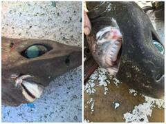 मछुआरे के जाल में फंसी अजीबोगरीब समुद्री शार्क, तस्वीर हो रही वायरल