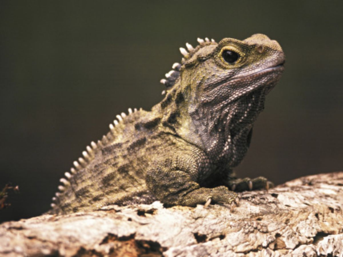 A Tuatara