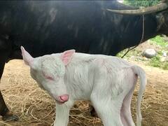 म्हशीनं दिला पांढऱ्या शुभ्र रेडकाला जन्म, पाहण्यासाठी बघ्यांची गर्दी