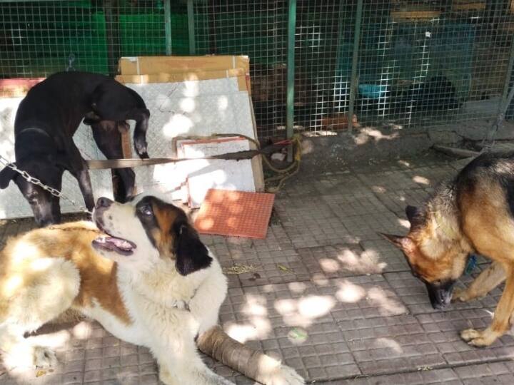 उनके मुताबिक अभी नोएडा में सिर्फ दो यूनिट यह काम कर रही है. जिनकी संख्या कम होने की वजह से कुत्तों की नसबंदी का काम बखूबी नहीं हो पा रहा है इसीलिए घरेलू पालतू कुत्तों के अलावा सबसे ज्यादा मामले सड़क पर आवारा कुत्तों के काटने के दिखाई देते हैं. अगर सिर्फ नोएडा जिले की बात की जाए तो रोजाना जिला अस्पताल में करीब 100 केस और पूरे जिले में करीब 500 कुत्ता काटने के आते हैं. जिला अस्पताल के डॉक्टर बी.के. ओझा के मुताबिक रोजाना जिला अस्पताल में कुत्ता काटने को लेकर इंजेक्शन लगवाने आने वाले लोगों की संख्या 170 से 200 के आसपास होती है जिसमें आधी संख्या वह होती है जो नए केस होते हैं.