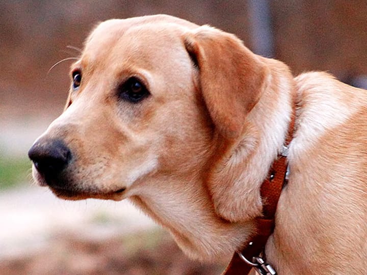 UP Lucknow Municipal Corporation is planning to ban keeping more than two dogs in house Lucknow News: एक घर में दो से ज्यादा कुत्ते पालने पर रोक लगाने की योजना बना रहा लखनऊ नगर निगम, जानें निर्देश