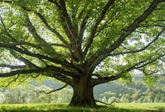 Why Harmful To Sleep Under The Tree At Night: ਰਾਤ ਨੂੰ ਦਰੱਖਤ ਹੇਠਾਂ ਕਿਉਂ ਨਹੀਂ ਸੌਣਾ ਚਾਹੀਦਾ? ਸਹੀ ਜਵਾਬ ਸਮਝ ਕੇ ਫਾਇਦੇ ‘ਚ ਰਹੋਗੇ