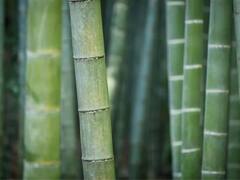 World Bamboo Day 2022: নির্মাণকার্য থেকে হস্তশিল্প, খাবারের স্বাদ বাড়াতেও ব্যবহার, অথচ নগর নির্মাণে সাফ হয়ে যাচ্ছে বাঁশবাগান
