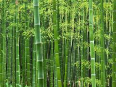 World Bamboo Day 2022: Date, History And Significance – All You Need To Know
