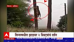 Nashik Leapord on Tree : चक्क नारळाच्या झाडावर बिबट्या, सिन्नरमध्ये झाडांवर 2 बिबट्यांचं दर्शन