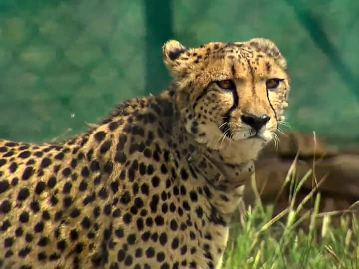 Kuno National Park Controversy Over Serving Deer-chital To Cheetahs Bishnoi Samaj Protest, BJP Kuldeep Bishnoi Statement ચિત્તાઓને ભોજન માટે હરણ-ચિત્તલ આપવાનો બિશ્નોઈ સમાજે કર્યો વિરોધ, ભાજપ નેતાએ આપ્યું આ નિવેદન