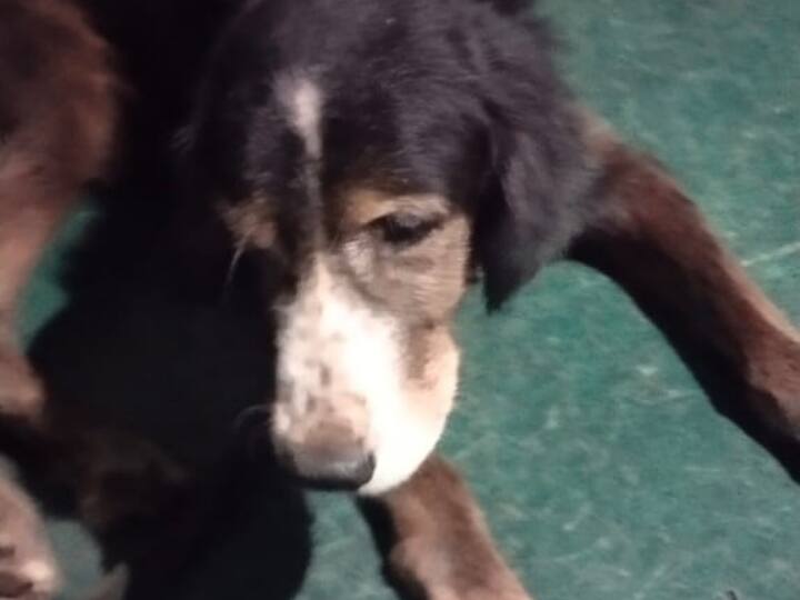 गाजियाबाद नगर निगम में कुत्तों के रजिस्ट्रेशन का काम है इस वक्त तेजी से चल रहा है. लोग ऑनलाइन बैठकर अपने कुत्तों के रजिस्ट्रेशन करवा रहे हैं. रजिस्ट्रेशन करवाने के लिए कुत्तों का वैक्सीनेशन कार्ड अपलोड करना बहुत जरूरी है. अभी तक करीब 3000 रजिस्ट्रेशन हो चुके हैं जिनमें 50 परसेंट से ज्यादा वह कुत्ते हैं जिनको खतरनाक नस्ल का माना जाता है. इनमें रॉटविलर, साइबेरियन हस्की, जर्मन शेफर्ड जैसी नस्लों के कुत्तों को पालना लोग ज्यादा पसंद कर रहे हैं. शहर में कुल 20 हजार से ज्यादा कुत्ते हैं. शहर में कुल 70 नस्लों के कुत्ते पाले जा रहे हैं. पंजीकृत कुत्तों में पिटबुल, रॉट विलर, बॉक्सर, जर्मन शेफर्ड, ग्रेटडेन, बुल मेस्टिफ जैसी विदेशी और गुस्सैल नस्ल शामिल हैं.