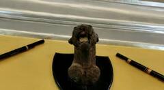 IN Pics: बस्तर रियासत के राजमहल में आज भी मौजूद है देश के अंतिम चीते का सिर, देखें तस्वीरें