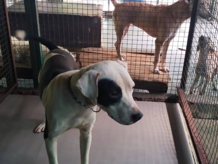 खतरनाक नस्ल के कुत्तों का लोगों पर हमला करने का वीडियो जैसे-जैसे वायरल होता जा रहा है, वैसे वैसे लोग घर में पाले हुए अलग-अलग नस्ल के इन कुत्तों से पीछा छुड़ाने की कोशिश कर रहे हैं. बड़े-बड़े रईस लोग भी अपने घर में पाले हुए इन कुत्तों से रात के अंधेरे में पीछा छुड़ा रहे हैं. इनमें जर्मन शेफर्ड और पिटबुल नस्ल के कुत्तों की संख्या सबसे ज्यादा है. जबकि वह लोग नहीं जानते कि उनके खिलाफ पशु क्रूरता अधिनियम के तहत कारवाई हो सकती है.