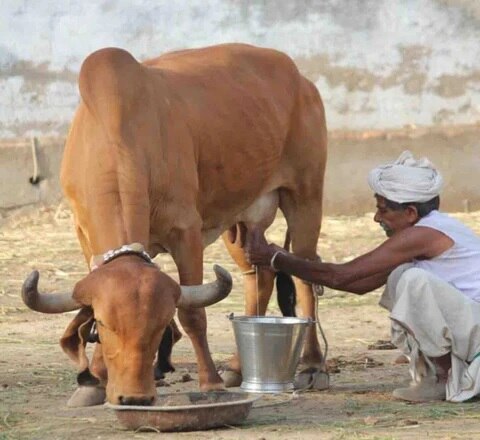 Cow Farming: ગીર ગાય સહિત આ છે ટોપ 5 દેશી ગાય, જાણો શું છે દરેકની ખાસિયત