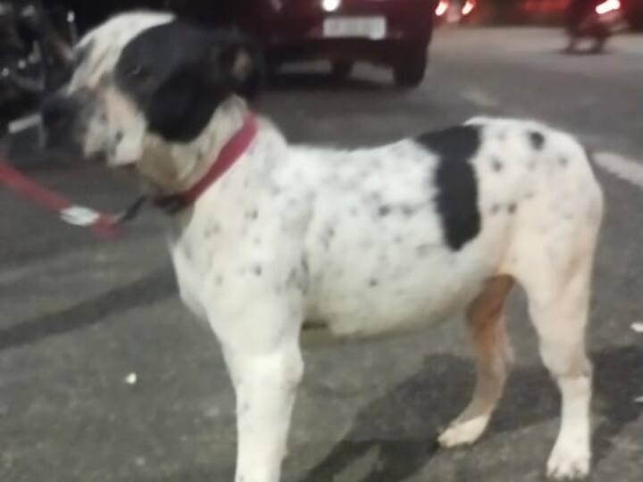 नोएडा में खतरनाक नस्ल के माने जाने वाले 9 कुत्तों को पिछले 15 दिनों में चुपचाप उनके मालिक एक एनजीओ के बाहर छोड़ कर चले गए. नोएडा की हाउस ऑफ स्ट्रे एनिमल्स एनजीओ के पास पिछले 1 महीने में 200 से ज्यादा कॉल देशभर के अलग-अलग कोनों से आ चुके हैं. जो इन्हें अपने यहां पाले गए खतरनाक नस्ल के कुत्तों की देखभाल करने के लिए देना चाहते हैं.