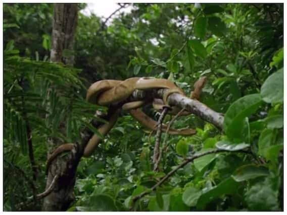 Snake Island (Brazil) બ્રાજીલમાં સ્થિત આ દુનિયાનું સૌથી ખતરનાક સ્થળ છે. આ આઇલેન્ડ પર સાપનો ડેરો છે. અહીં દુનિયાના સૌથી ઝેરીલા સાપ રહે છે. અહીં દુનિયાના સૌથી ઝેરીલા સાપ ગોલ્ડન વાઇપર પણ જોવા મળે છે.
