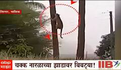 Nashik Leopard : चक्क नारळाच्या झाडावर बिबट्यांची लपाछपी, व्हिडिओ होतोय तुफान व्हायरल 
