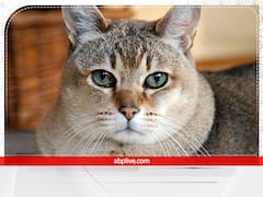 Shakun Apshakun: बिल्ली का रोना क्यों माना जाता है अपशकुन? मिलते हैं ये अशुभ संकेत