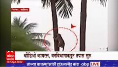 Nashik Bibtya : पायऱ्या चढाव्या तसा 4 सेकंदात बिबट्या नारळाच्या झाडावर चढला