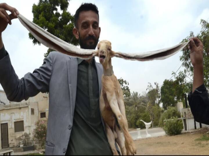 Meet Simba Pakistani, Goat With Over 2-Feet-Long Ears, Longest In The World Viral Video: బహుశ ఇంత పొడవు చెవులున్న మేకను మీరెక్కడా చూసి ఉండరు!