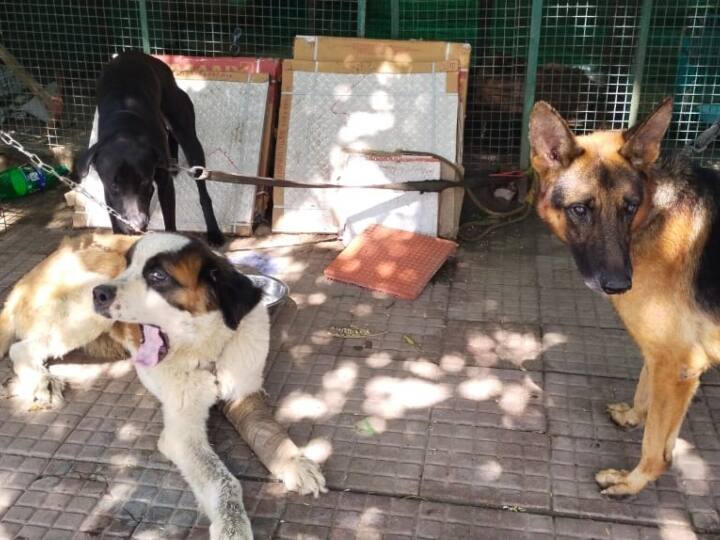 एनजीओ का कहना है कि वह इतने कुत्तों को एक साथ नहीं रख सकता क्योंकि उनके पास जगह नहीं है इसीलिए एनजीओ अपनी काउंसलिंग टीमें बनाकर लोगों को समझा रहा है और यह भी कह रहा है कि कुत्तों को अगर ठीक से देखभाल कर पाला जाए तो इस तरीके की घटनाएं नहीं होंगी. वहीं एनजीओ को शुरू करने वाले संजय मोहपात्रा का कहना है कि पिछले 15 दिनों में 9 कुत्तों को लोग रात के वक्त चुपचाप एनजीओ में बांधकर चले गए.