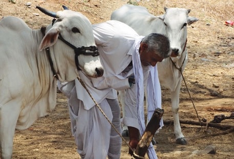 Cow Farming: ગીર ગાય સહિત આ છે ટોપ 5 દેશી ગાય, જાણો શું છે દરેકની ખાસિયત