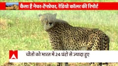 Cheetah in India : How were the first 24 hours of cheetahs in India ?