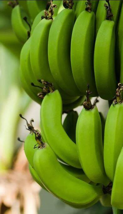 কাঁচকলায় মিলবে বহু সমস্যার সমাধান