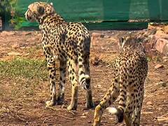 कूनो राष्ट्रीय उद्यान में चीतों के आने से अब लोगों को है सता रहा है इस बात का डर, जमीन की कीमतें आसमान पर पहुंचीं