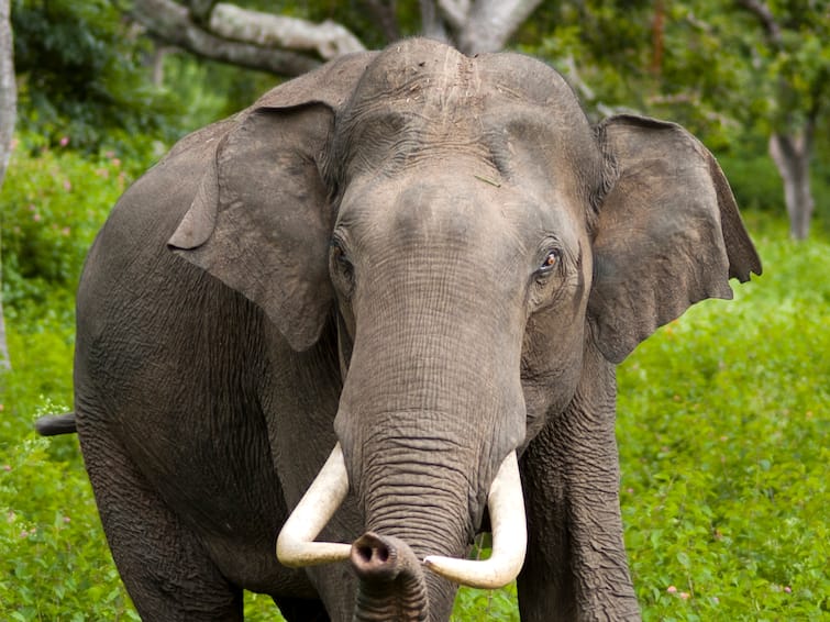 More than 100 elephants entered settlements of 12 districts of Jharkhand, destroying crops Jharkhand News: झारखंड में हाथियों का आतंक, फसलों को किया बर्बाद, गुस्साए लोगों ने सड़क किया जाम