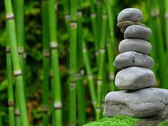 World Bamboo Day 2022: নির্মাণকার্য থেকে হস্তশিল্প, খাবারের স্বাদ বাড়াতেও ব্যবহার, অথচ নগর নির্মাণে সাফ হয়ে যাচ্ছে বাঁশবাগান