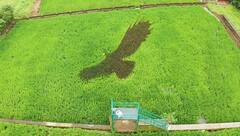 Paddy Art : भातशेतीवर  साकारला 'ब्लॅक ईगल', पाहा फोटो
