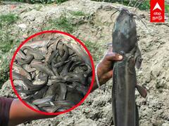 African Cat Fish : 