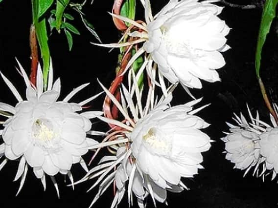 Vastu Tips: घर में लगा लिया ये सफेद फूल तो खिल उठेगा भाग्य, सुख-संपत्ति में होगी वृद्धि