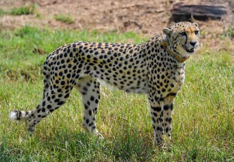 All healthy and calm cheetahs in Kuno National Park adapting well well as expected Project Cheetah: कूनो नेशनल पार्क में ऐसे ढल रहे चीते- छह को कोई दिक्कत नहीं, दो को हो रही 'परेशानी'