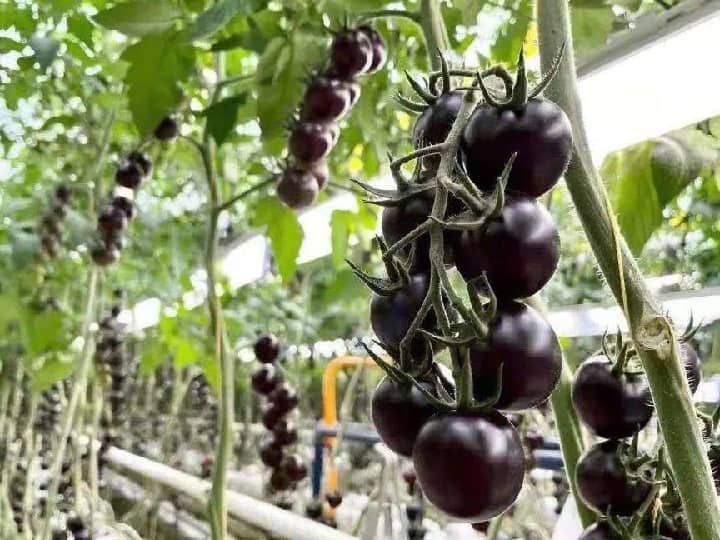 American scientists have invented disease resistant crop purple tomato with anti-cancer properties New Tomato: अब आपकी थाली में सजेगा कैंसर रोधी गुणों वाला बैंगनी टमाटर, खेती करने पर कीट-रोग भी नहीं लगेंगे