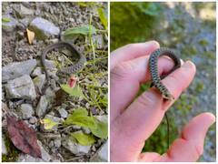 Video: नन्हें से सांप को शख्स ने हथेली पर उठाया, गुस्सा 'घातक' के सन्नी देओल से भी ज्यादा