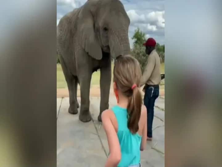 Elephant Mimics Dancing Girl by Wiggling His Ears, Viral Video Wins Hearts. Watch Viral video: ఓ అమ్మాయ్! నీలాగే నేనూ డ్యాన్స్ చేస్తానంటున్న ఏనుగు!!