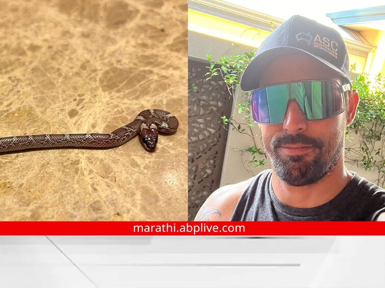 Legends League Cricket: Mitchell Johnson encounters snake in hotel room, shares pic on Instagram Legends League Cricket: मिचेल जॉनसनच्या रुममध्ये निघाला साप; स्वत:च इंस्टाग्रामवर शेअर केला फोटो