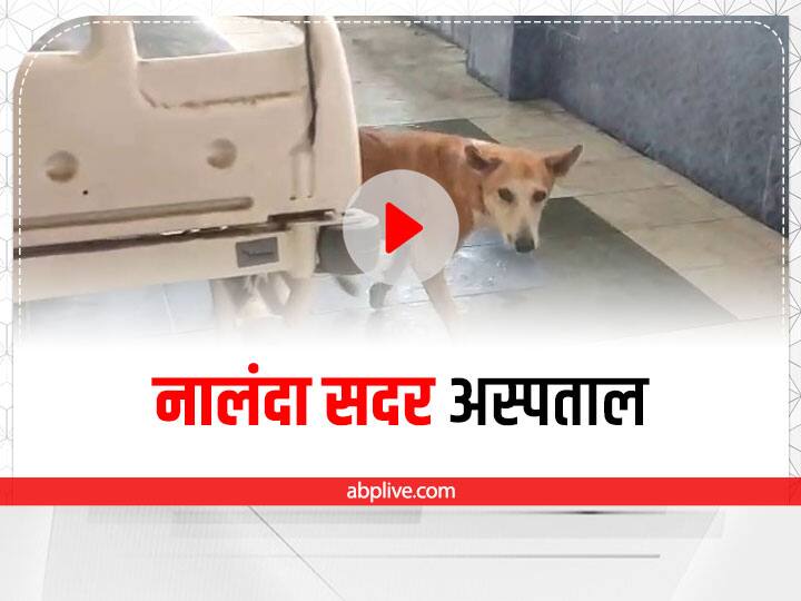 Bihar Nalanda Sadar Hospital Gang of dogs in the Patients ward of government hospital of bihar ann VIDEO: मरीजों के वार्ड में कुत्तों का गैंग, काट लिया तो कौन जिम्मेदारी? बिहार के सरकारी अस्पताल का हाल देखिए