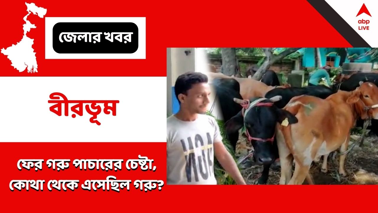 Cow Smuggling: ফের বীরভূমে গরু পাচারের চেষ্টা, ধৃত ১, উদ্ধার ৪৮টি গরু