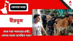 ফের বীরভূমে গরু পাচারের চেষ্টা, ধৃত ১, উদ্ধার ৪৮টি গরু