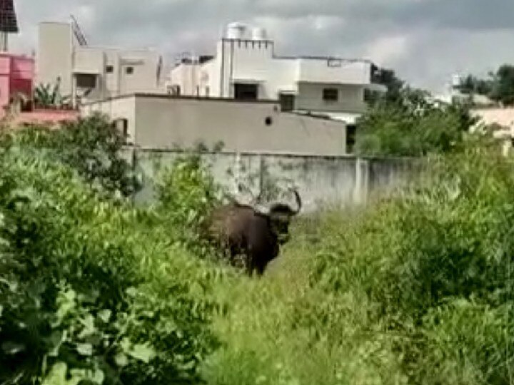 கோவை நகரப்பகுதிக்குள் சுற்றித்திரிந்த காட்டு மாடு ; மயக்க ஊசி செலுத்தி பிடித்த வனத்துறை